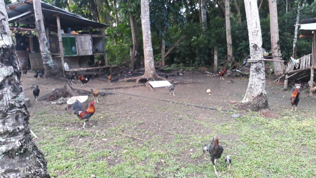 James Homestay Siquijor Exteriör bild